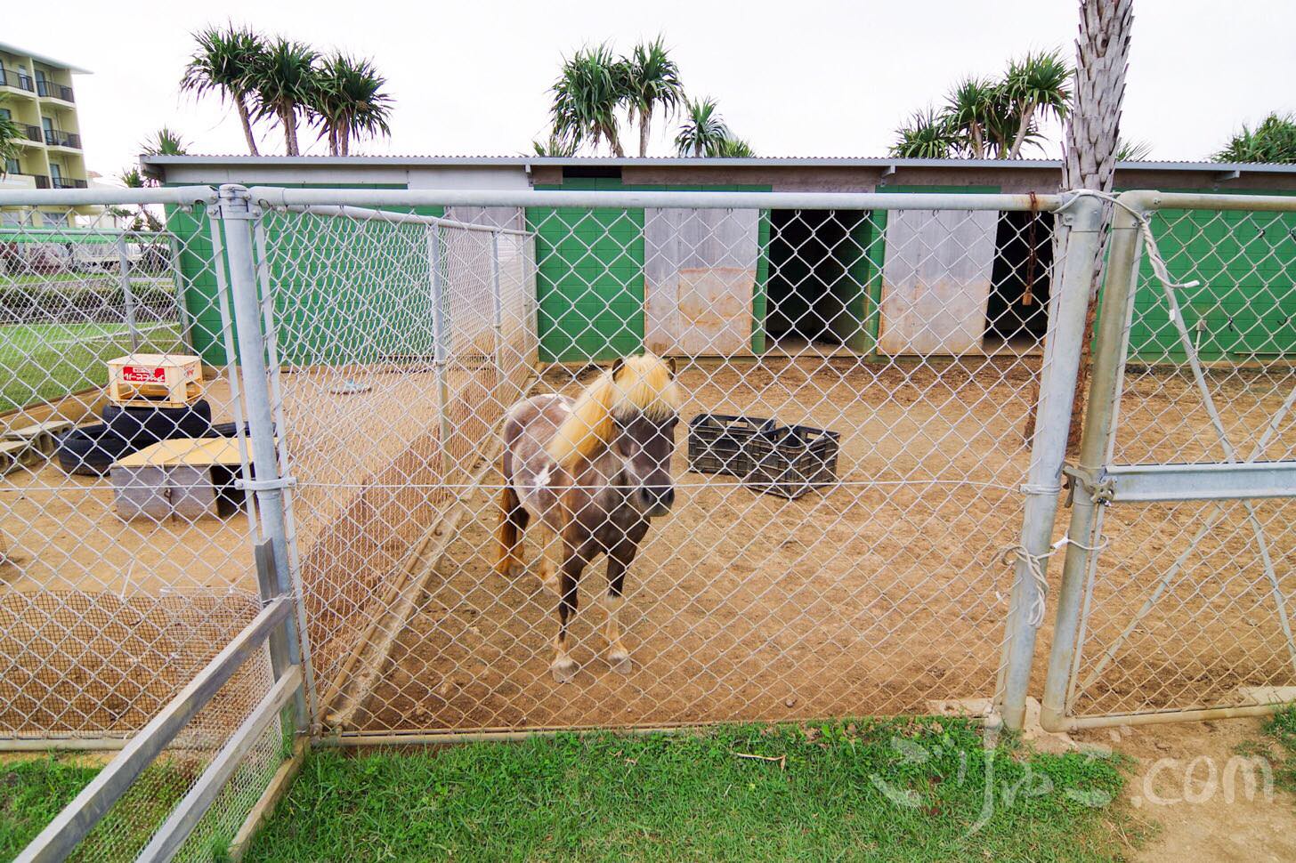 Image-2017-07-04-11-24-1